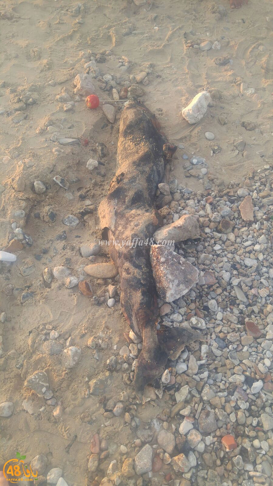 dolphin yaffa ajaomi (3).jpg